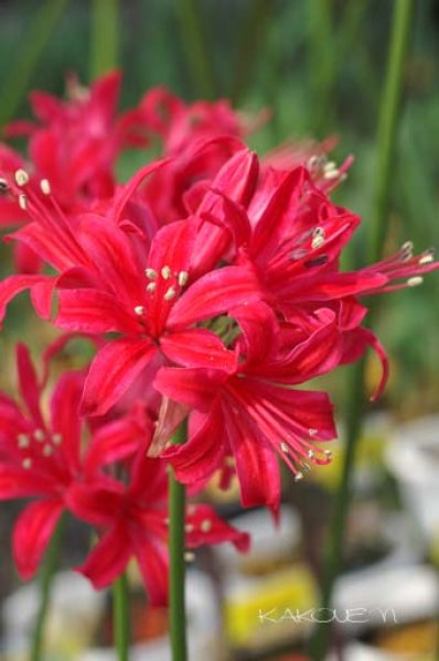 画像2: ネリネ　丹沢 (2)