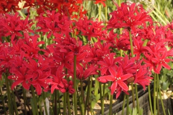 画像4: ネリネ　丹沢 (4)