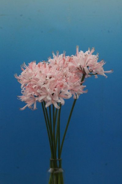 画像8: ネリネ　開花見込みおみつくろい5ポットセット (8)