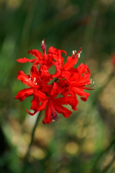 画像7: ネリネ　開花見込みおみつくろい5ポットセット (7)