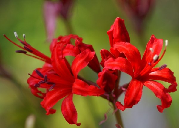 画像19: ネリネ　開花見込みおみつくろい5ポットセット (19)