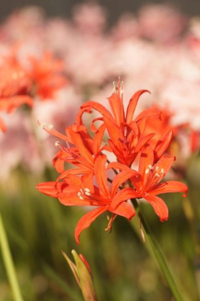 画像15: ネリネ　開花見込みおみつくろい5ポットセット (15)