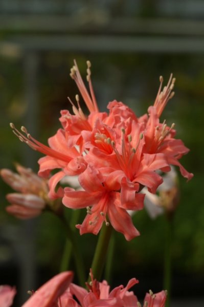 画像9: ネリネ　開花見込みおみつくろい5ポットセット (9)