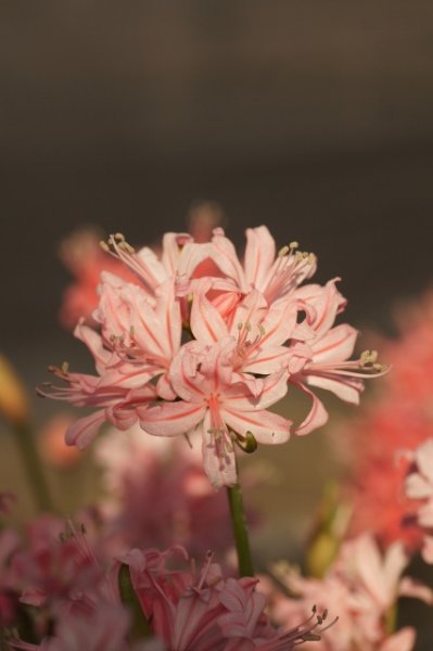 画像18: ネリネ　開花見込みおみつくろい5ポットセット (18)