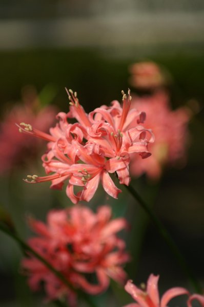 画像10: ネリネ　開花見込みおみつくろい5ポットセット (10)