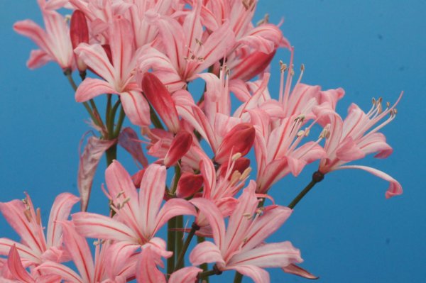 画像20: ネリネ　開花見込みおみつくろい5ポットセット (20)