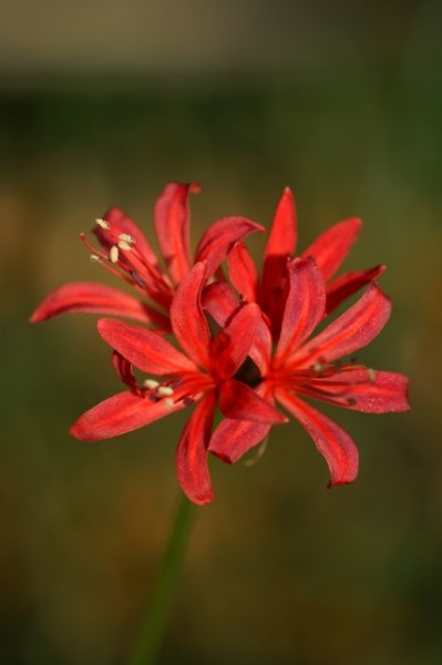 画像13: ネリネ　開花見込みおみつくろい5ポットセット (13)