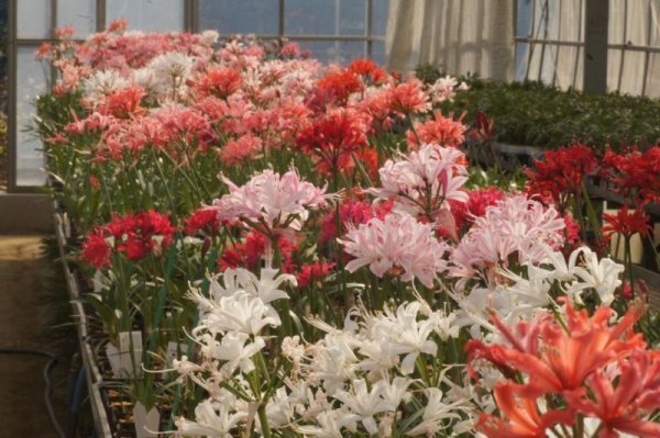 画像6: ネリネ　開花見込みおみつくろい5ポットセット (6)