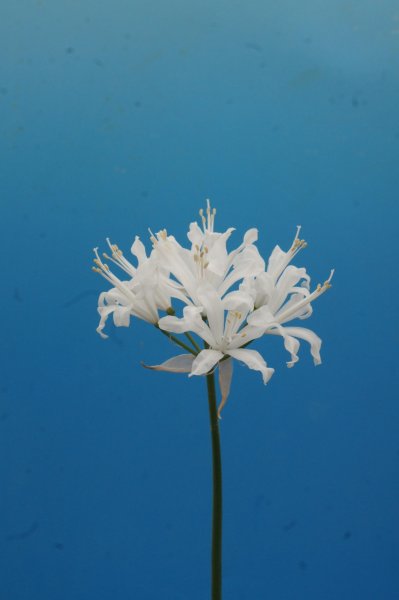 画像11: ネリネ　開花見込みおみつくろい5ポットセット (11)