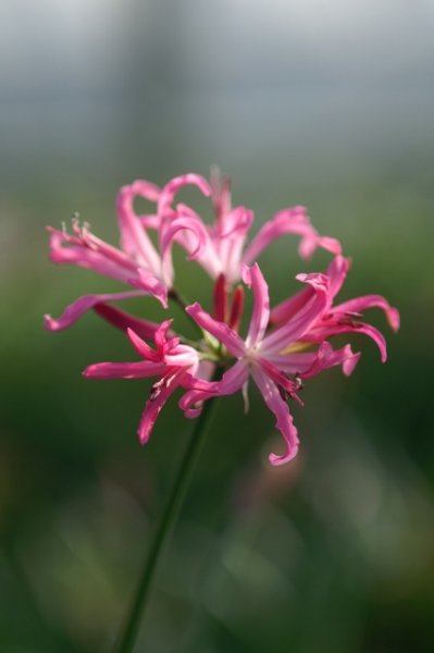 画像17: ネリネ　開花見込みおみつくろい5ポットセット (17)