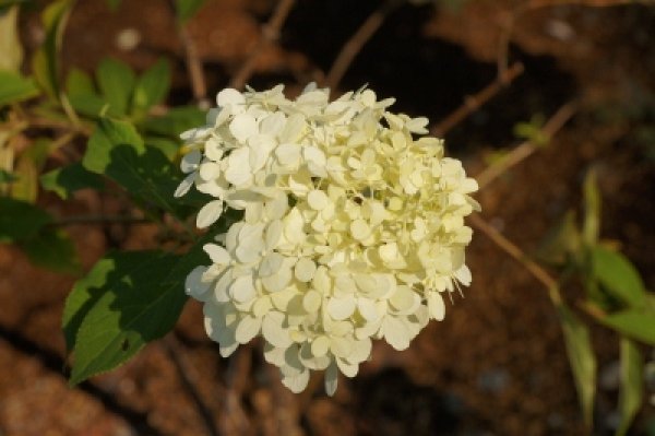 画像3: ノリウツギ・ライムライト　12cmポット苗 (3)