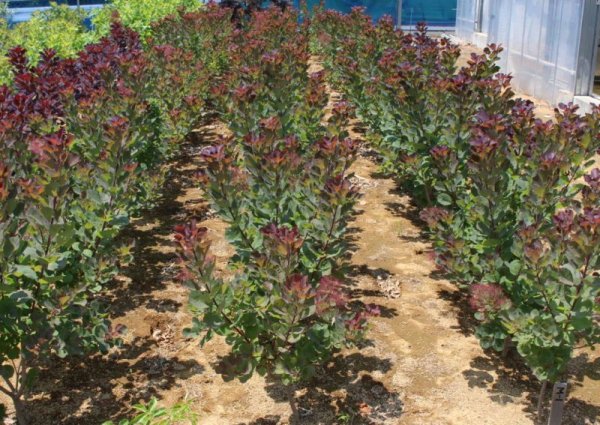 画像3: スモークツリー・ルビーハート　9cmポット苗 (3)