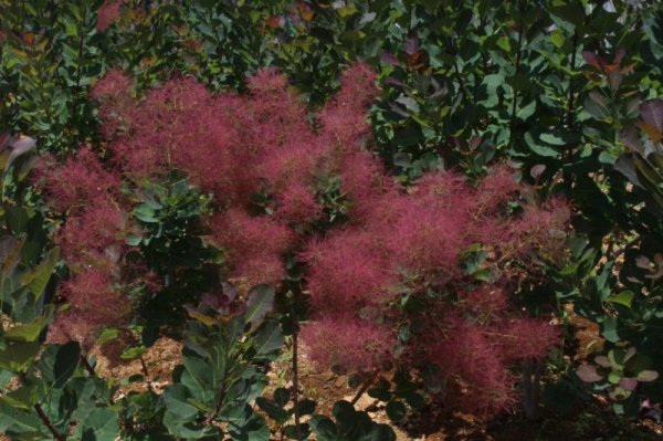 画像2: スモークツリー・ルビーハート　9cmポット苗 (2)