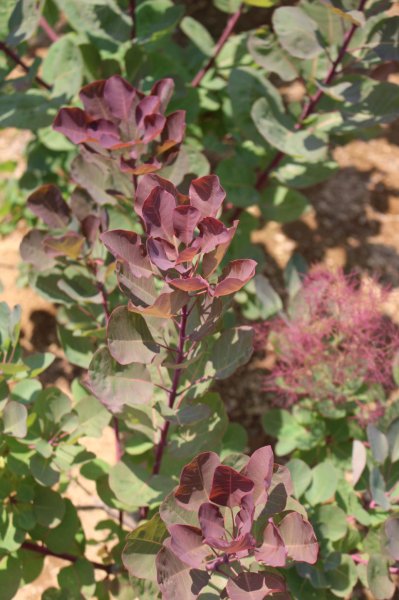 画像4: スモークツリー・ルビーハート　9cmポット苗 (4)