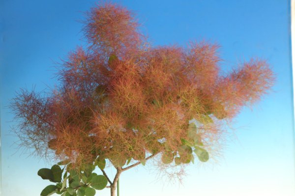 画像5: スモークツリー・ルビーハート　9cmポット苗 (5)