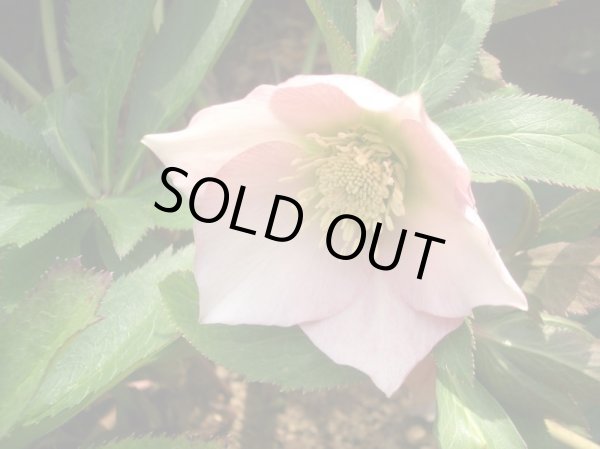 画像18: クリスマスローズ　八重も、一重も、原種も、お買得おみつくろい5ポットセット (18)