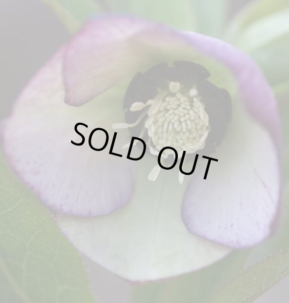 画像7: クリスマスローズ　八重も、一重も、原種も、お買得おみつくろい5ポットセット (7)