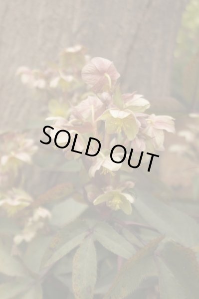 画像14: クリスマスローズ　八重も、一重も、原種も、お買得おみつくろい5ポットセット (14)