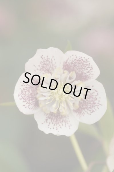 画像8: クリスマスローズ　八重も、一重も、原種も、お買得おみつくろい5ポットセット (8)