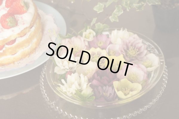 画像2: クリスマスローズ　八重も、一重も、原種も、お買得おみつくろい5ポットセット (2)