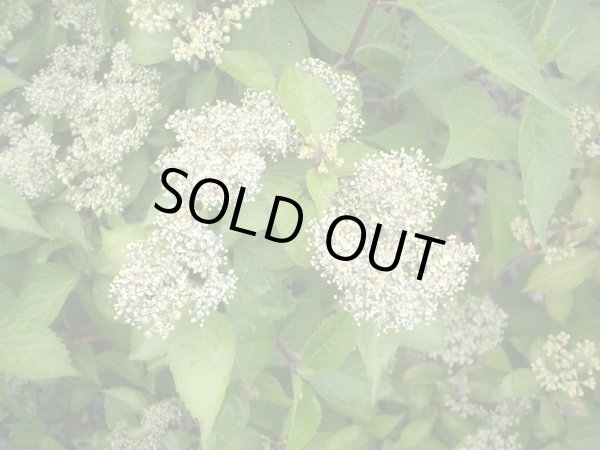 画像3: 奥多摩コアジサイ　9cmポット (3)