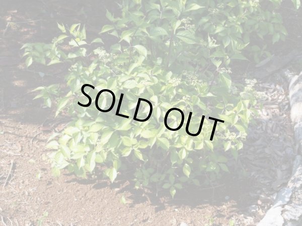 画像2: 奥多摩コアジサイ　9cmポット (2)