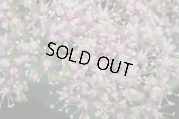 画像4: 奥多摩コアジサイ　9cmポット (4)