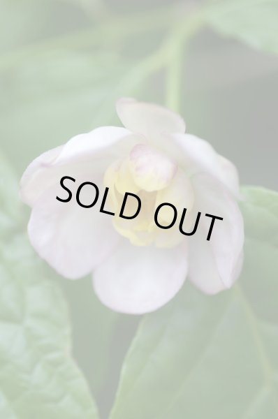 画像4: 夏ロウバイ12cmポット苗 (4)