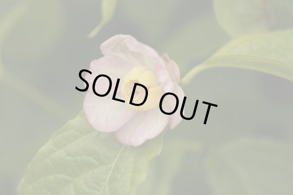 画像3: 夏ロウバイ12cmポット苗 (3)