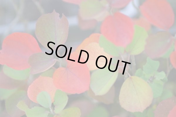 画像4: 斑入りハマボウ3.5号10.5cmポット苗 (4)