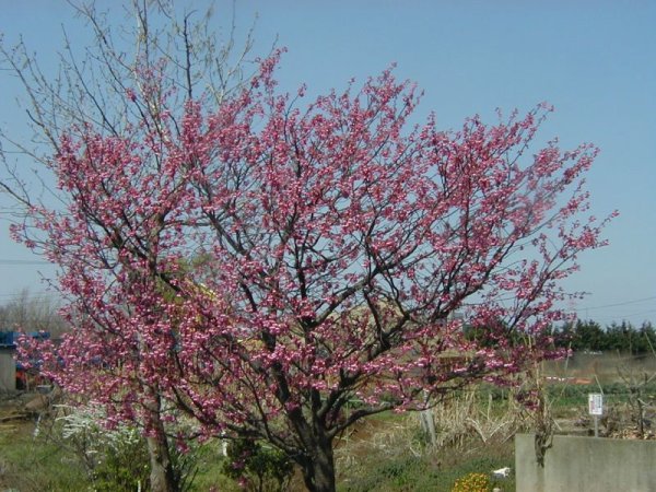 画像2: 横浜緋桜 10.5cmポット苗 (2)