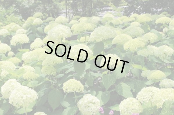 画像5: アジサイ　アナベル　9cmポット (5)