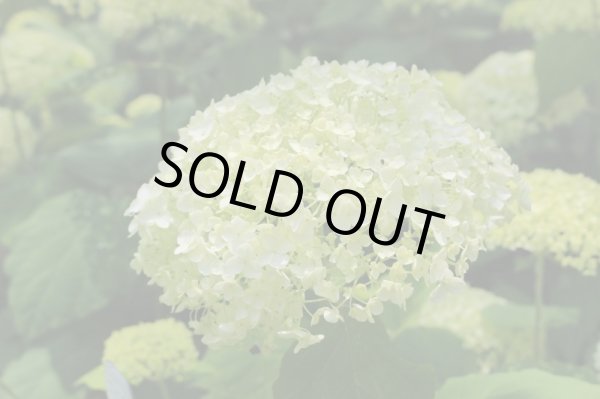 画像4: アジサイ　アナベル　9cmポット (4)