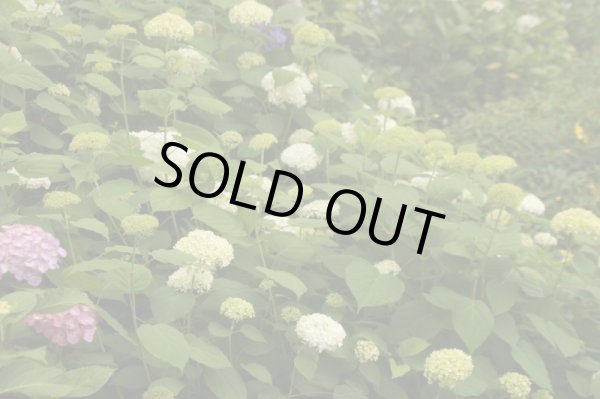 画像2: アジサイ　アナベル　9cmポット (2)