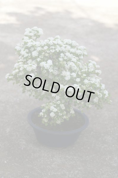 画像4: ミツデイワガサ3.5号10.5cmポット (4)