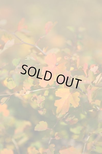 画像5: ミツデイワガサ3.5号10.5cmポット (5)