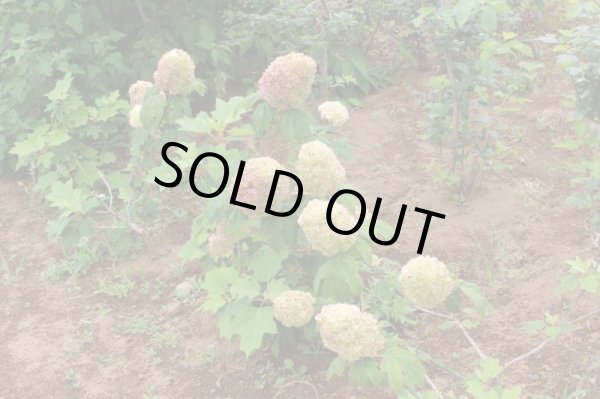 画像7: ピラミッドアジサイ　ミナヅキ　9cmポット (7)