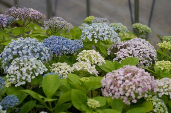 画像9: ウズアジサイ9cmポット（3号） (9)