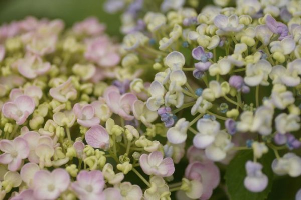 画像5: ウズアジサイ9cmポット（3号） (5)