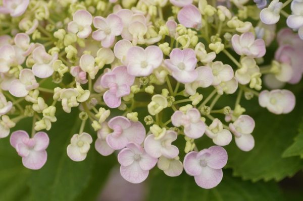 画像6: ウズアジサイ9cmポット（3号） (6)