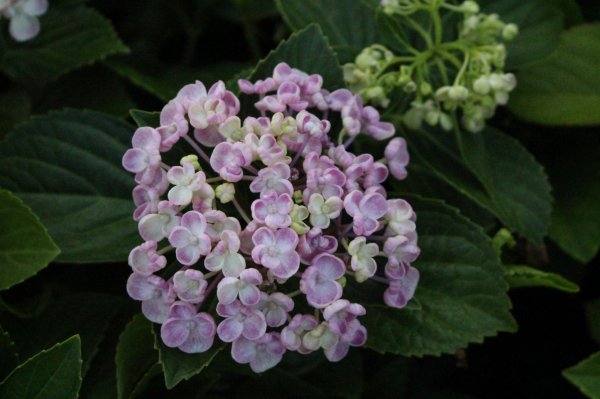 画像8: ウズアジサイ9cmポット（3号） (8)