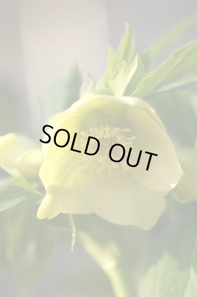 画像11: クリスマスローズ　スーパーミックス　9cmポット×12株 (11)