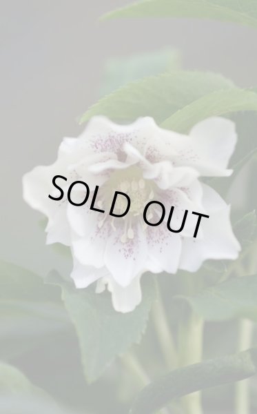 画像7: クリスマスローズ　スーパーミックス　9cmポット×12株 (7)