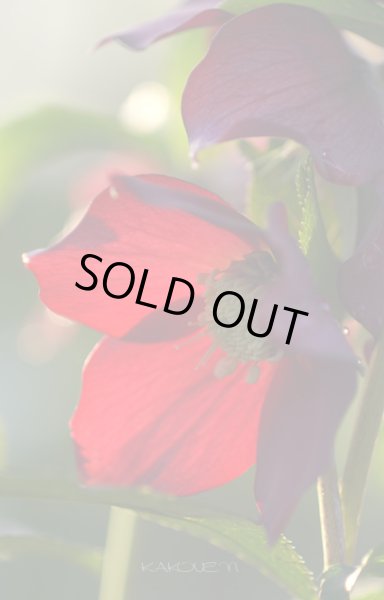 画像10: クリスマスローズ　スーパーミックス　9cmポット×12株 (10)