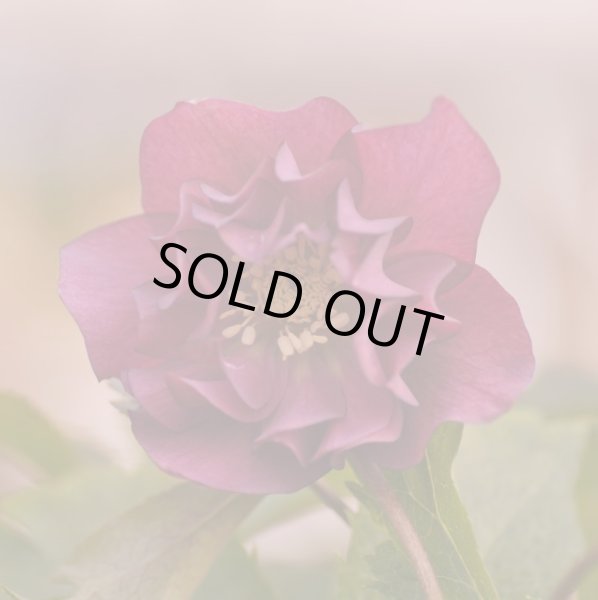 画像8: クリスマスローズ　スーパーミックス　9cmポット×12株 (8)