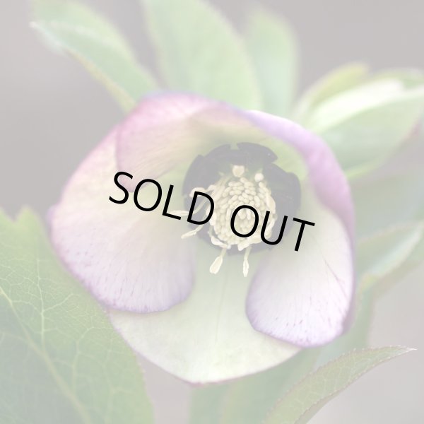 画像12: クリスマスローズ　スーパーミックス　9cmポット×12株 (12)