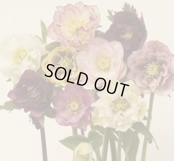 画像5: クリスマスローズ　八重も、一重も、原種も、お買得おみつくろい5ポットセット (5)