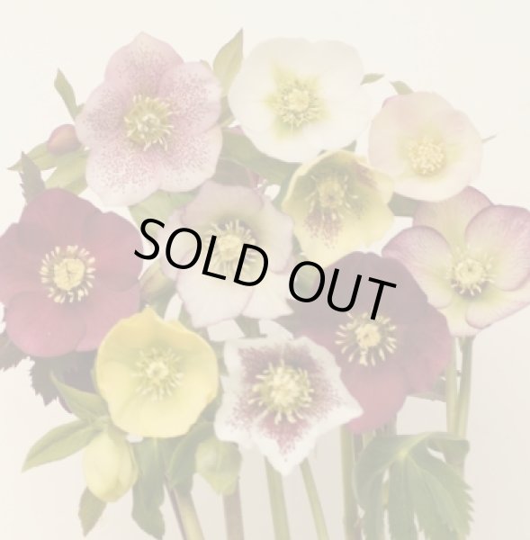 画像6: クリスマスローズ　八重も、一重も、原種も、お買得おみつくろい5ポットセット (6)