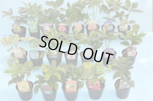 画像3: クリスマスローズ　八重も、一重も、原種も、お買得おみつくろい5ポットセット (3)