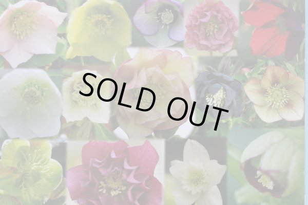 画像4: クリスマスローズ　八重も、一重も、原種も、お買得おみつくろい5ポットセット (4)